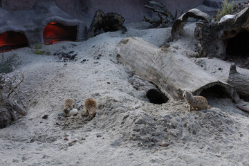 meerkats in the city zoo
