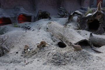 meerkats in the city zoo
