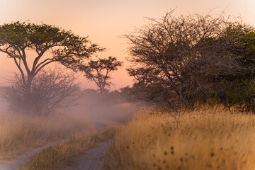 Obraz premium Old Dry Trees Silhouetted in the Dust at Sunset with Colorful Sky on the Way to Makgadikgadi Pans, Botswana