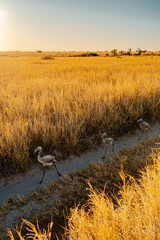 Flock of Young Flamingos Lost in Tall Grass, Running Confused Across Dirt Road in Botswana