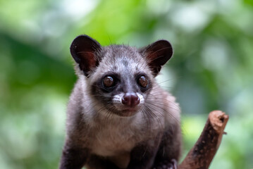 Fototapeta premium Close up images of a asian palm civet, Asian Palm Civet produces Kopi luwak 