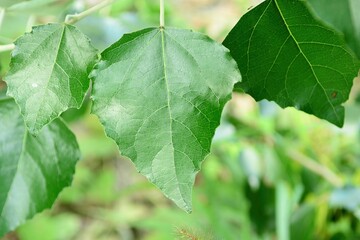 Populus tomentiglandulosa, Eunsasinamu in Korea, has narrow leaves with silver hairy undersides....