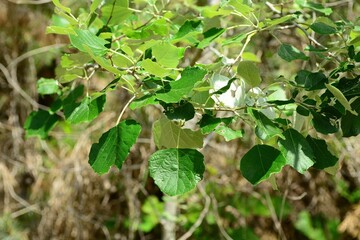 Populus tomentiglandulosa (Eunsasinamu) leaves, a hybrid Korean poplar with silver-backed foliage and fine hairs, valued for ecology
