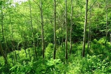 Populus tomentiglandulosa (Eunsasinamu), a Korean hybrid poplar with silver-backed leaves and fine...