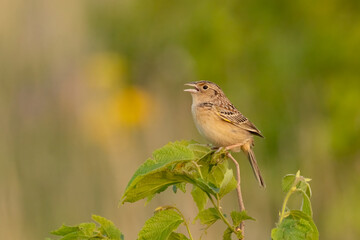 Grasshopper Sparrow