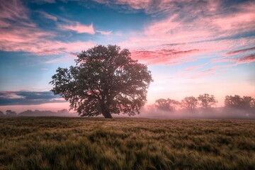 Fototapeta premium sunset in the field