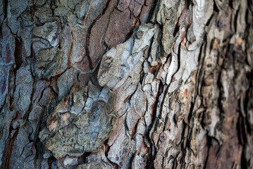 Close-up of tree bark texture with natural cracks and layers
Macro photograph of tree bark with natural cracks and layers.
