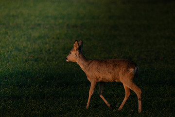 Deer