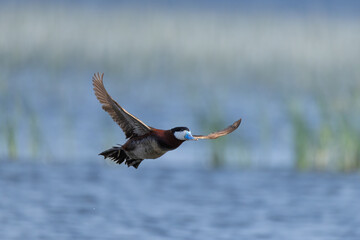Ruddy Duck male in flight