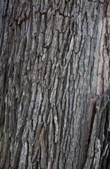 Tree Bark Close-Up Rough Texture
