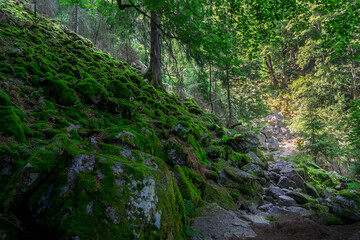 Mossy Pathway, Follow it to the Light