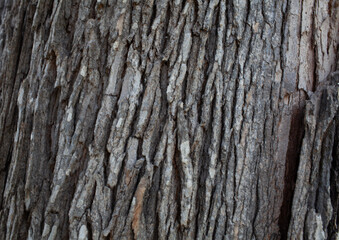 Horizontal Bark Texture Detail