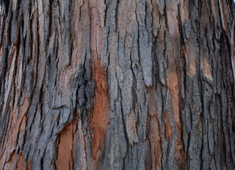 Bark with Red and Grey Texture Close-Up 
