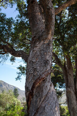 Twisted Tree Trunk with Bark Texture