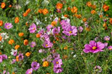A Bouquet of Colorful Flowers