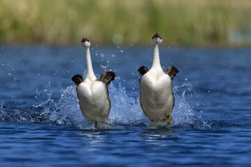 Western Grebe