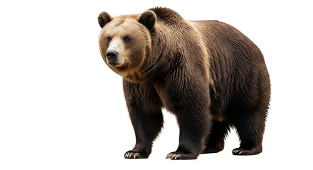 Fototapeta premium Brown bear and cub isolated on white background in nature wildlife portrait