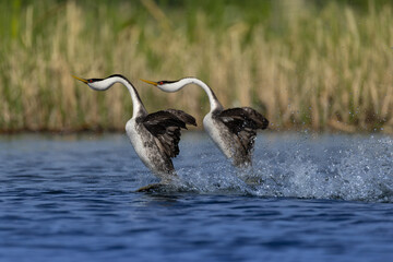 Western Grebe