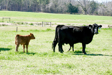 Black Cow and Brown Calf in field of green pasture