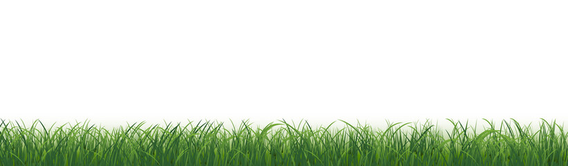 Fototapeta premium Green Grass Panorama Isolated White Background