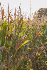Corn field. Cereals for flour production