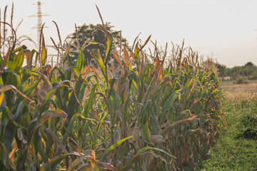 Corn field. Cereals for flour production