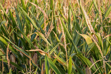 Corn field. Cereals for flour production