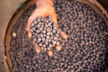 Fox nut seeds, also called makhana, are nutrient-rich superfood from aquatic plants. Light, crunchy, gluten-free, and high in protein, they are popular as healthy snacks and used in Indian cuisine.