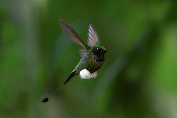 White-booted Racket-tail