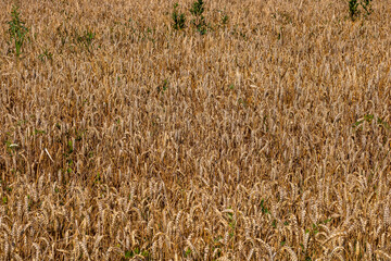 Wheat field. Cereals for bakery