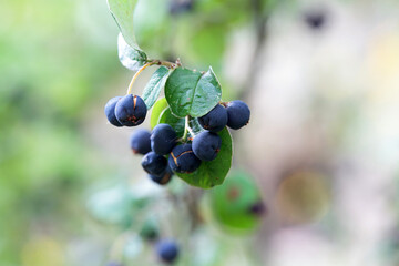Berries of a Cotoneaster laxiflorus