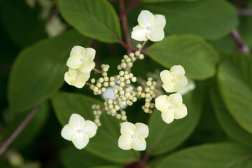 Inflorescence of a woolly hydrangea, Hydrangea heteromalla