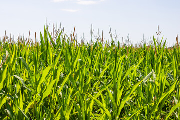 Corn field. Cereals for flour production