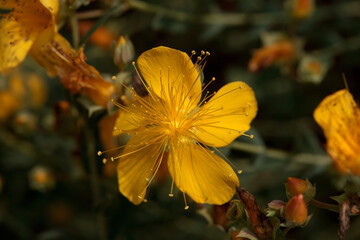 Mount Olympus St. John's wort, Hypericum olympicum