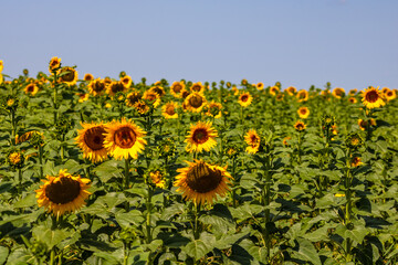 Sunflower field. Agriculture, sunflower seeds growing concept