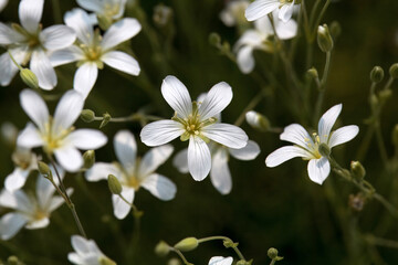 Inflorescence of the sandwort Minuartia laricifolia