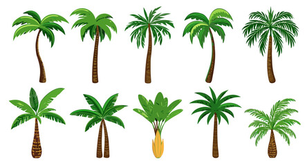 Collection of Twelve Diverse Palm Tree Illustrations