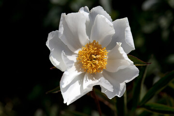 Chinese peony, Paeonia lactiflora