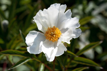Chinese peony, Paeonia lactiflora
