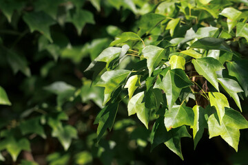 Foliage of a trident maple, Acer buergerianum