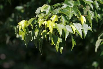 Foliage of a trident maple, Acer buergerianum