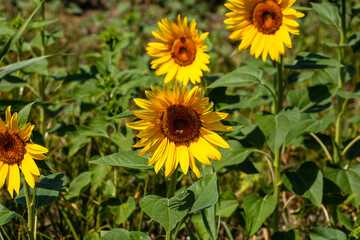 Obraz premium Sunflower field. Agriculture, sunflower seeds growing concept