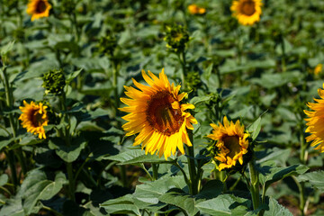 Obraz premium Sunflower field. Agriculture, sunflower seeds growing concept