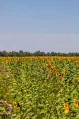 Sunflower field. Agriculture, sunflower seeds growing concept