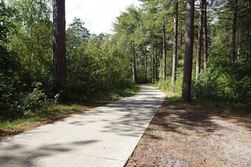 Cycle path through a forest in the Dutch dunes. Late summer, August. Netherlands. Near the Dutch village of Bergen. 