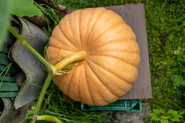 Atlantic Giant is one of the largest pumpkin varieties in the world.A huge pumpkin grows in the...