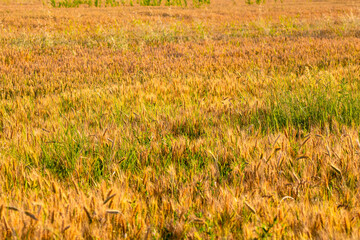 Wheat field. Cereals for bakery