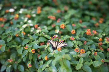 butterfly lands on flower