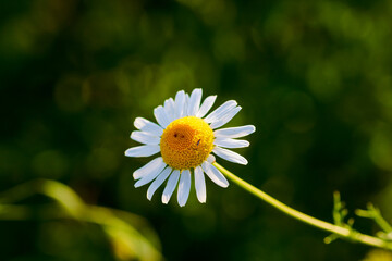 Nature scene with blooming bellis perennis, commonly known as the white daisy © Vlad Ispas