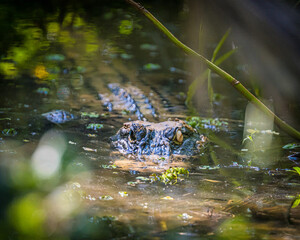 Mother Alligator protecting babies